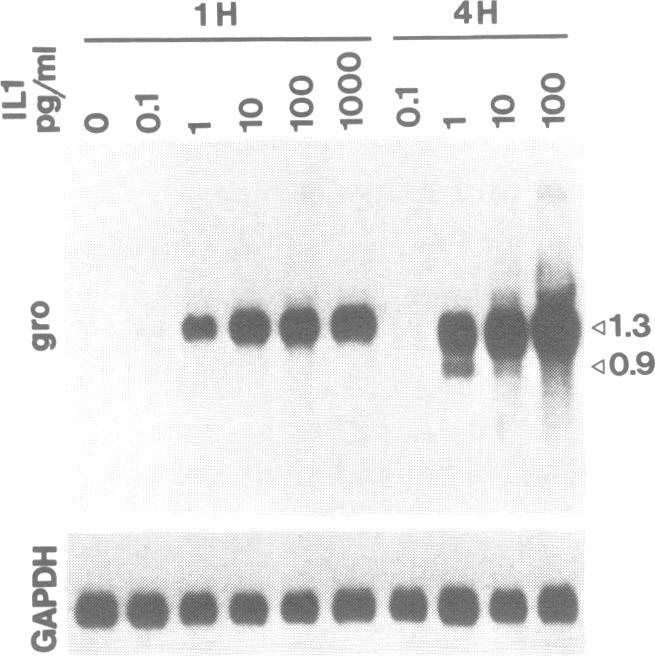 https://cdn.ncbi.nlm.nih.gov/pmc/blobs/4963/333731/ee901944d897/nar00240-0216-b.jpg