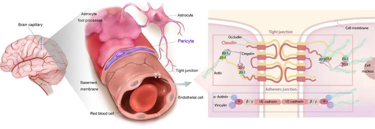 https://cdn.ncbi.nlm.nih.gov/pmc/blobs/4965/11197813/48a332703328/gr1.jpg