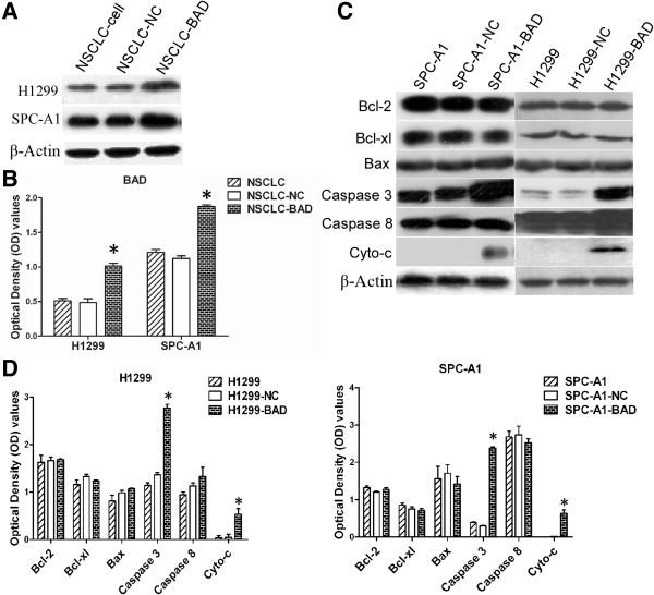 https://cdn.ncbi.nlm.nih.gov/pmc/blobs/4967/3674892/57c57988383b/1475-2867-13-53-6.jpg