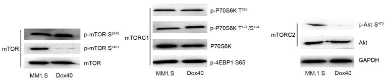 https://cdn.ncbi.nlm.nih.gov/pmc/blobs/4968/5920858/48af143145ab/ol-15-05-6257-g01.jpg