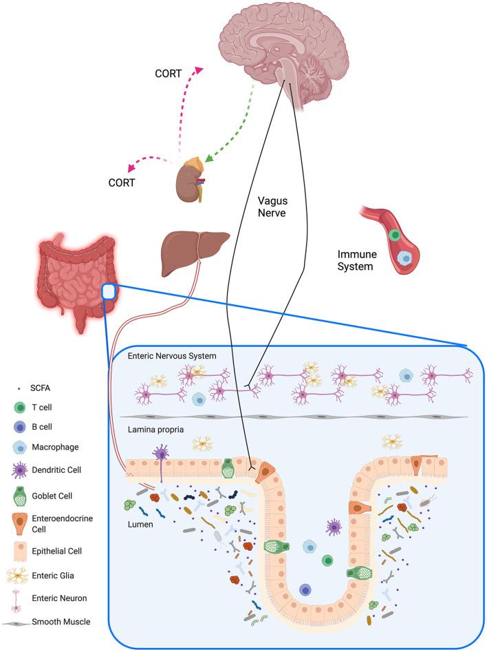 https://cdn.ncbi.nlm.nih.gov/pmc/blobs/4968/8508781/aedad9e8c9a7/fneur-12-721126-g0001.jpg