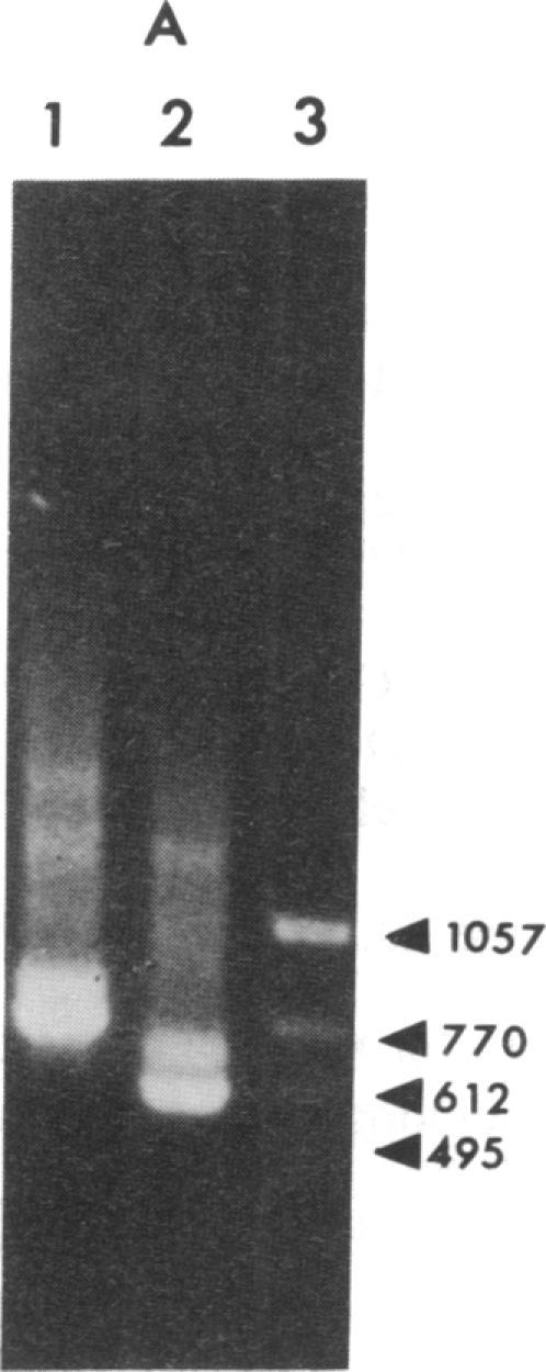 https://cdn.ncbi.nlm.nih.gov/pmc/blobs/4969/52341/61b18941ceb2/pnas01067-0116-a.jpg
