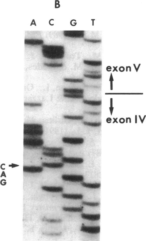 https://cdn.ncbi.nlm.nih.gov/pmc/blobs/4969/52341/7fb2ff4b57a8/pnas01067-0116-b.jpg