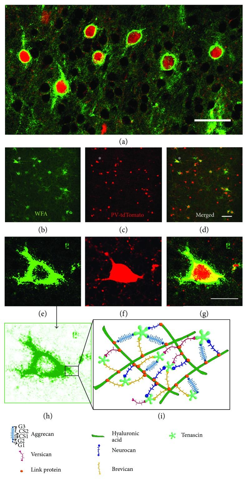 https://cdn.ncbi.nlm.nih.gov/pmc/blobs/496a/5817213/c647c5edcf84/NP2018-5735789.001.jpg