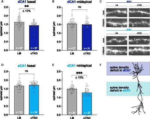 https://cdn.ncbi.nlm.nih.gov/pmc/blobs/496e/8204861/7dee79e93412/EMBJ-40-e107471-g002.jpg