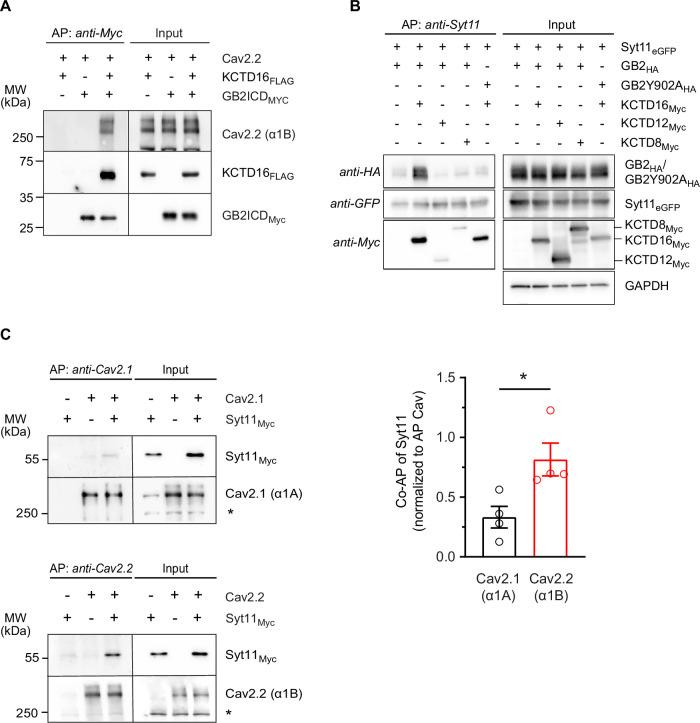 https://cdn.ncbi.nlm.nih.gov/pmc/blobs/4970/11169412/261017f3d5e4/44319_2024_147_Fig7_ESM.jpg