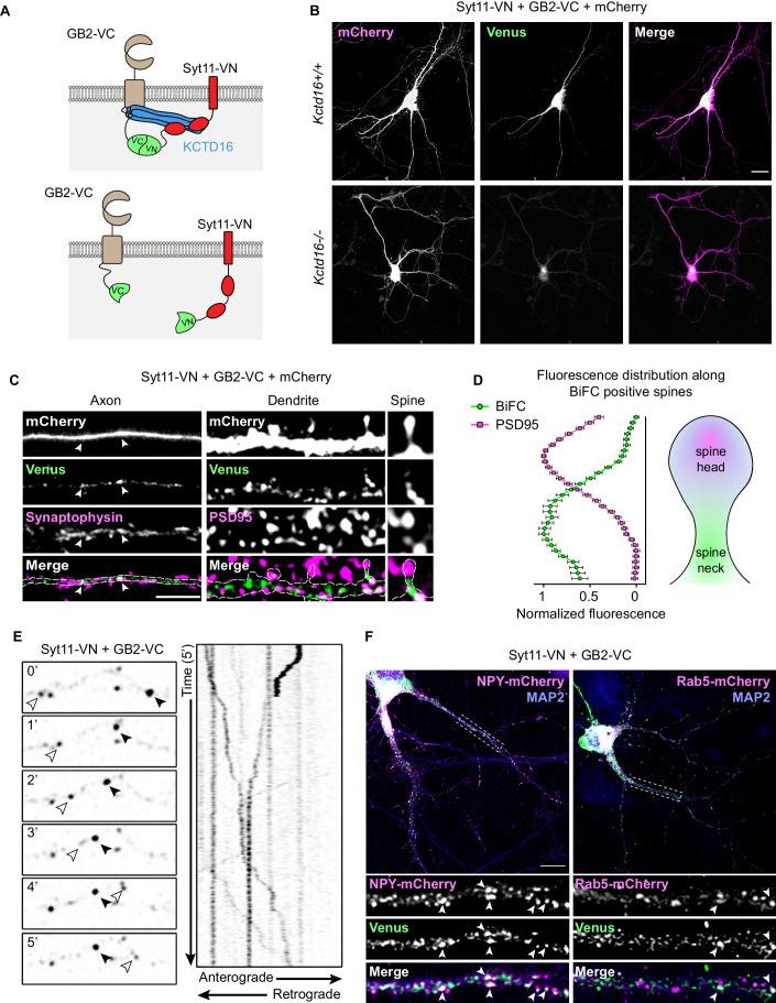 https://cdn.ncbi.nlm.nih.gov/pmc/blobs/4970/11169412/d8ac06a59fcb/44319_2024_147_Fig3_HTML.jpg