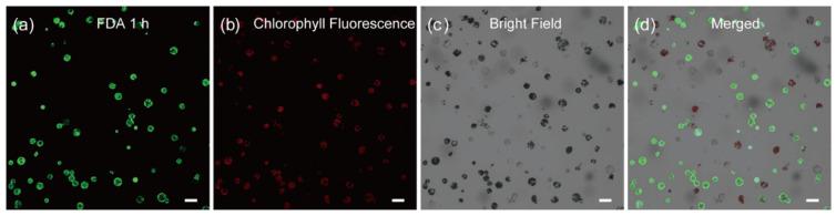 https://cdn.ncbi.nlm.nih.gov/pmc/blobs/4970/8998730/106d8d5e645b/ijms-23-03419-g002.jpg