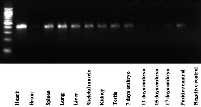 https://cdn.ncbi.nlm.nih.gov/pmc/blobs/4971/4239810/b1f03e40e25e/335_2014_9535_Fig2_HTML.jpg