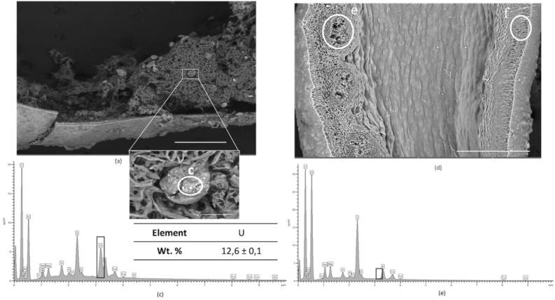 https://cdn.ncbi.nlm.nih.gov/pmc/blobs/4972/10781969/db5dddeb2206/41598_2023_49293_Fig5_HTML.jpg