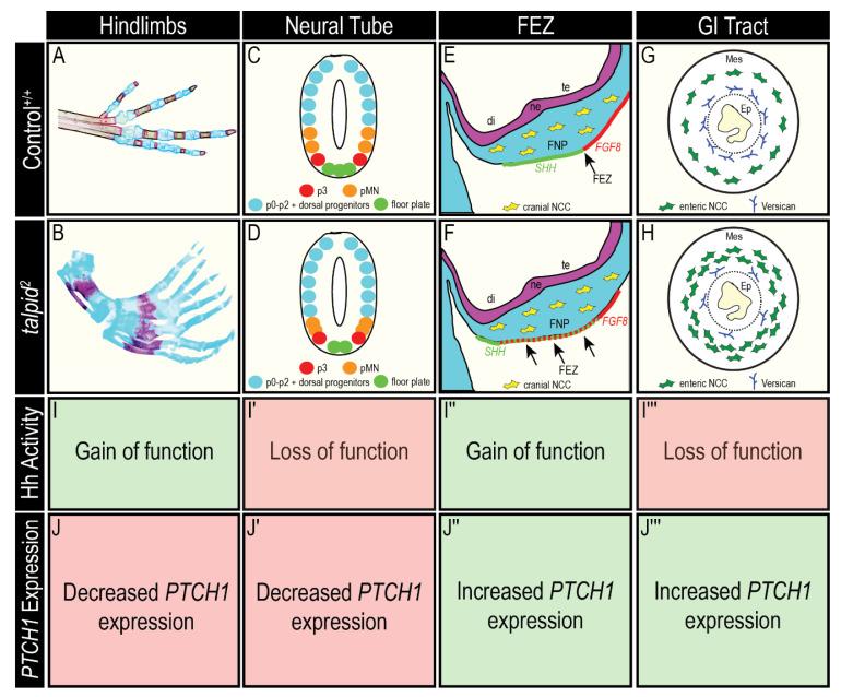 https://cdn.ncbi.nlm.nih.gov/pmc/blobs/4972/8103285/11dc9187d4e6/jdb-09-00012-g008.jpg