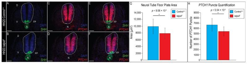 https://cdn.ncbi.nlm.nih.gov/pmc/blobs/4972/8103285/1b58ec9ce744/jdb-09-00012-g003.jpg