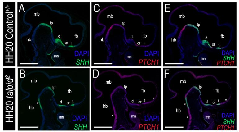 https://cdn.ncbi.nlm.nih.gov/pmc/blobs/4972/8103285/99ecc2bf74a9/jdb-09-00012-g005.jpg