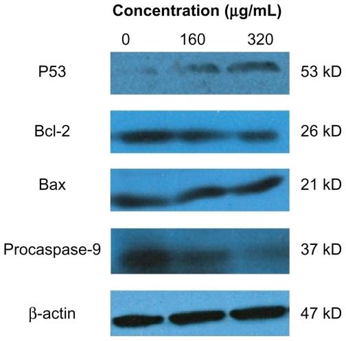 https://cdn.ncbi.nlm.nih.gov/pmc/blobs/4974/3173051/3ac0b2572314/ijn-6-1889f7.jpg