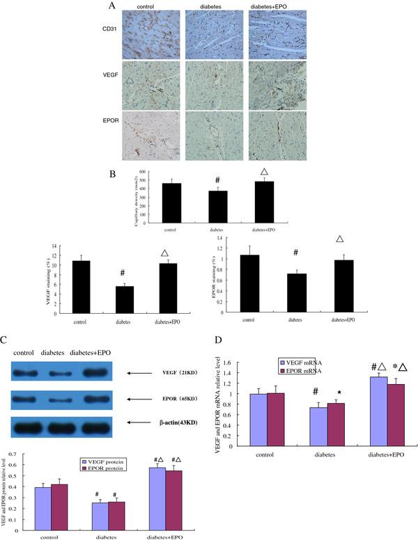 https://cdn.ncbi.nlm.nih.gov/pmc/blobs/4974/3527329/b8b87e8cd3d4/1475-2840-11-105-2.jpg