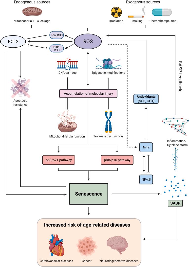 https://cdn.ncbi.nlm.nih.gov/pmc/blobs/4979/8220395/d40ba57a873a/gr3.jpg