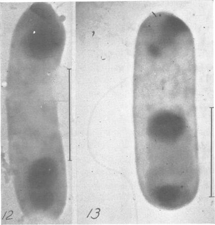 https://cdn.ncbi.nlm.nih.gov/pmc/blobs/497a/518352/a4936de1dd4f/jbacter00657-0053-a.jpg