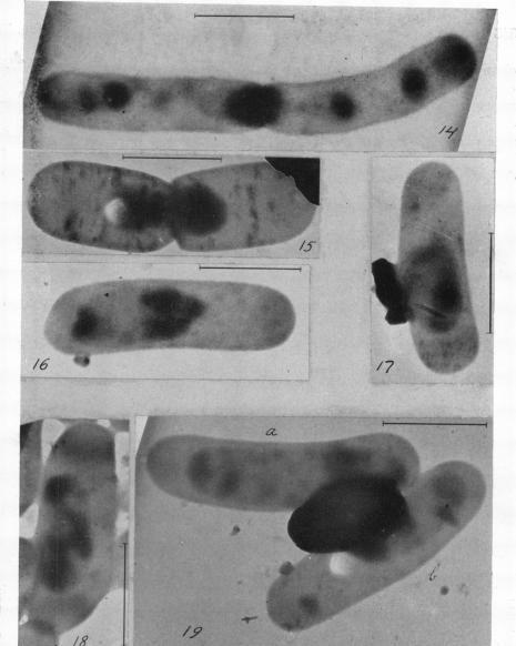 https://cdn.ncbi.nlm.nih.gov/pmc/blobs/497a/518352/b18087729aeb/jbacter00657-0054-a.jpg