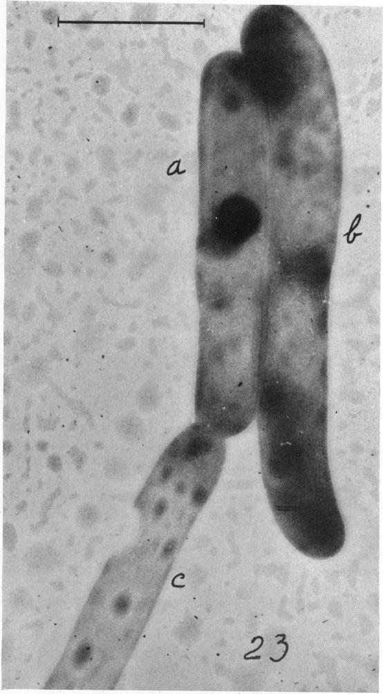 https://cdn.ncbi.nlm.nih.gov/pmc/blobs/497a/518352/c02371886ffb/jbacter00657-0056-a.jpg
