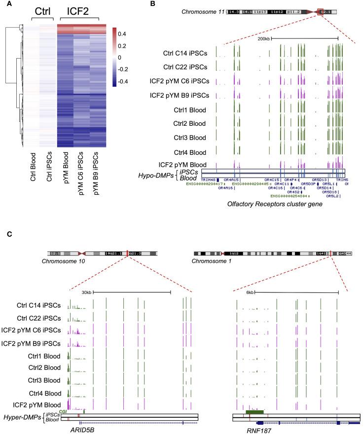 https://cdn.ncbi.nlm.nih.gov/pmc/blobs/497b/11260623/ba4cc58d37b4/fimmu-15-1419748-g003.jpg