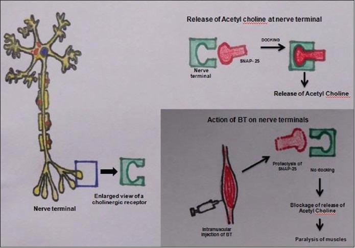 https://cdn.ncbi.nlm.nih.gov/pmc/blobs/497b/3961958/219044af9c69/JNSBM-5-8-g001.jpg