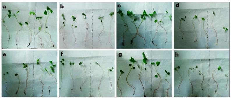 https://cdn.ncbi.nlm.nih.gov/pmc/blobs/497e/12292704/47c6baf630ba/biomolecules-15-01039-g003.jpg