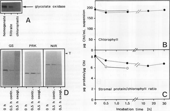 https://cdn.ncbi.nlm.nih.gov/pmc/blobs/4981/1075913/2e99a1c29ec8/plntphys00712-0490-a.jpg