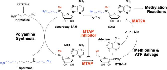 https://cdn.ncbi.nlm.nih.gov/pmc/blobs/4983/8065027/f299410d866b/41598_2021_87734_Fig1_HTML.jpg