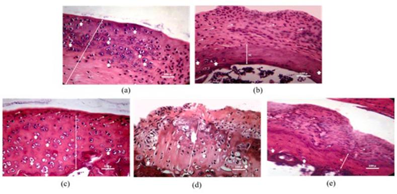 https://cdn.ncbi.nlm.nih.gov/pmc/blobs/4983/8728052/3d8703cb6ae3/gr1.jpg