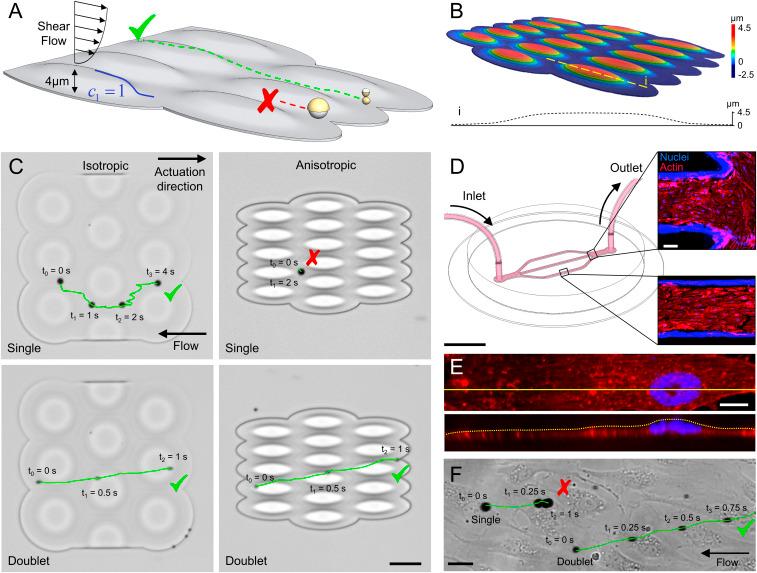 https://cdn.ncbi.nlm.nih.gov/pmc/blobs/4986/8020797/0e5fc2a4612b/pnas.2022090118fig06.jpg