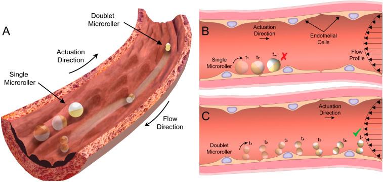 https://cdn.ncbi.nlm.nih.gov/pmc/blobs/4986/8020797/b6bda1b6931e/pnas.2022090118fig01.jpg