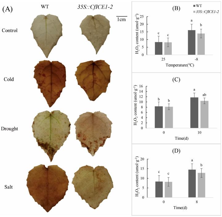 https://cdn.ncbi.nlm.nih.gov/pmc/blobs/4988/9736380/6bdf9e599453/ijms-23-15214-g009.jpg