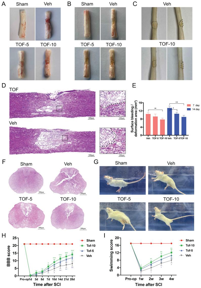 https://cdn.ncbi.nlm.nih.gov/pmc/blobs/4989/10539697/135363ef64e3/ijbsv19p4865g001.jpg