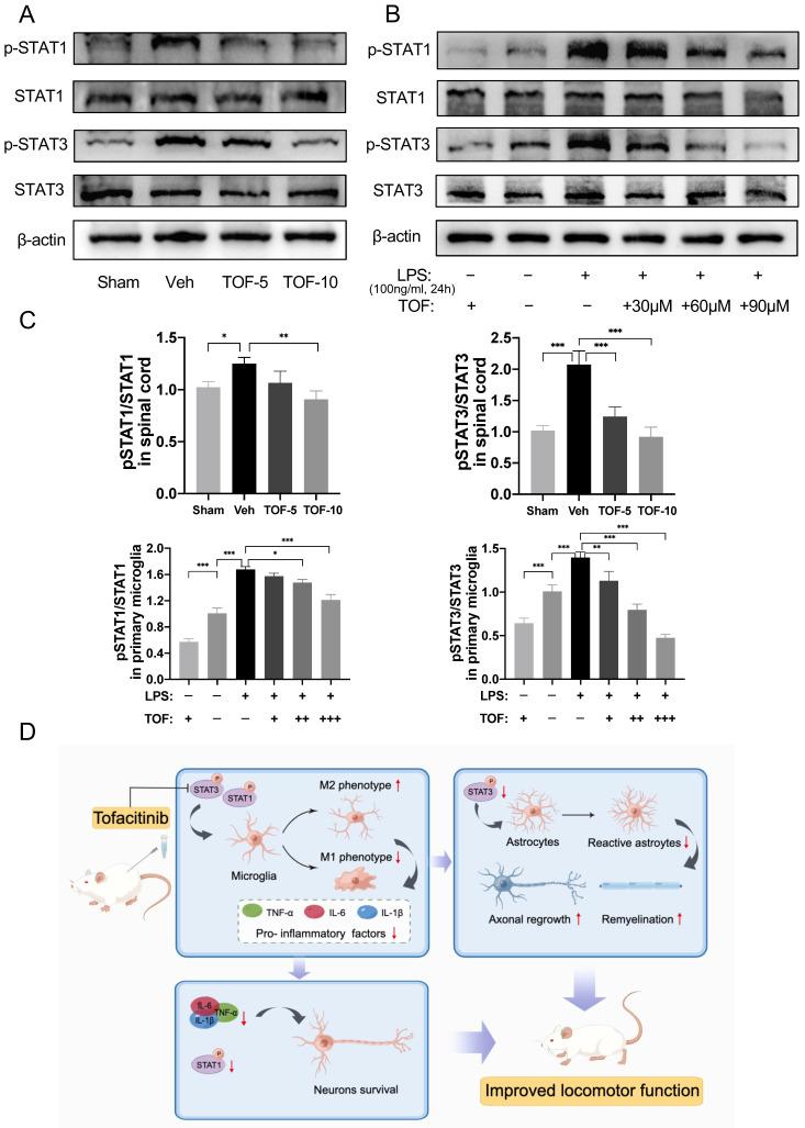 https://cdn.ncbi.nlm.nih.gov/pmc/blobs/4989/10539697/5458ff1b3c68/ijbsv19p4865g008.jpg