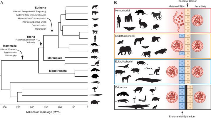 https://cdn.ncbi.nlm.nih.gov/pmc/blobs/498a/9275820/822181b2525a/elife-74297-fig1.jpg