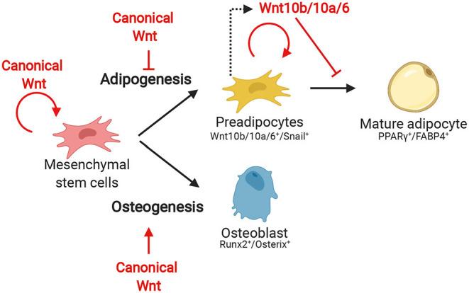 https://cdn.ncbi.nlm.nih.gov/pmc/blobs/498d/7900430/b00ca4ae6d6f/fcell-09-627429-g0003.jpg