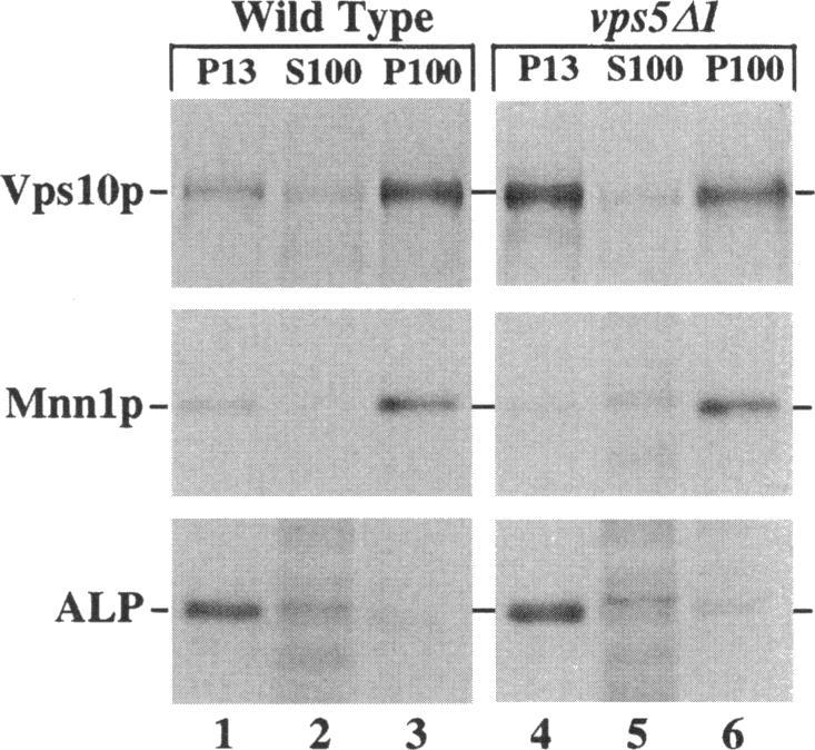 https://cdn.ncbi.nlm.nih.gov/pmc/blobs/4993/276174/4131ba7bd4ea/mbc00007-0145-a.jpg