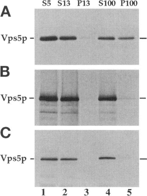 https://cdn.ncbi.nlm.nih.gov/pmc/blobs/4993/276174/f3d15c54a486/mbc00007-0147-a.jpg