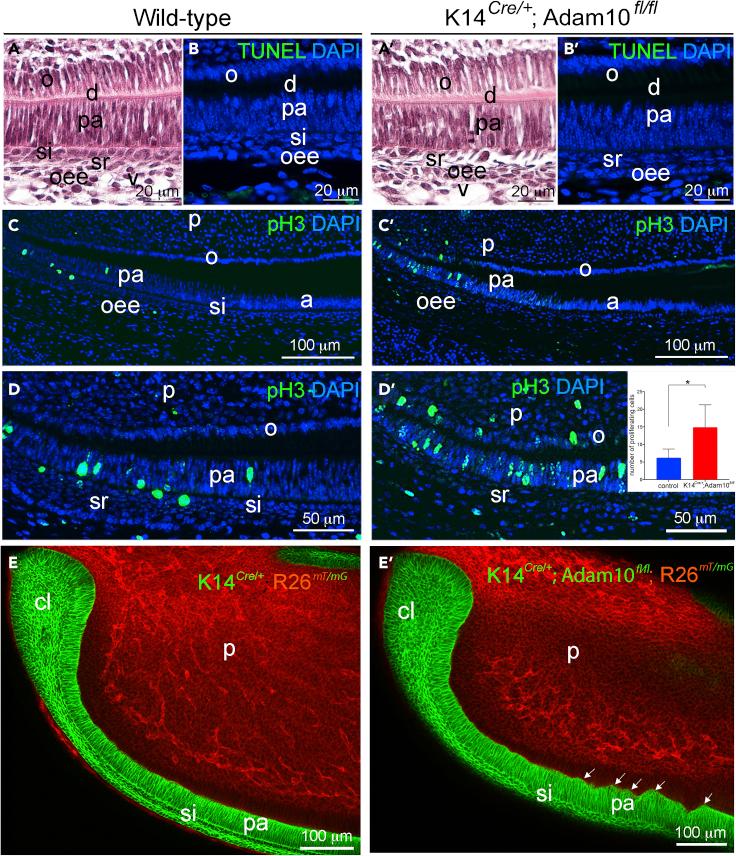 https://cdn.ncbi.nlm.nih.gov/pmc/blobs/4995/9526176/70b8872c7e26/gr4.jpg