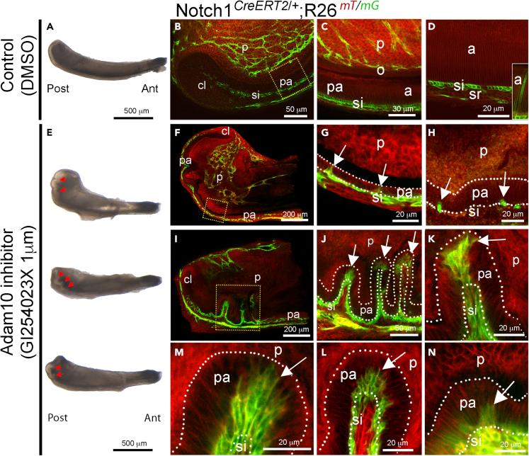 https://cdn.ncbi.nlm.nih.gov/pmc/blobs/4995/9526176/ec6eb697e0d7/gr6.jpg