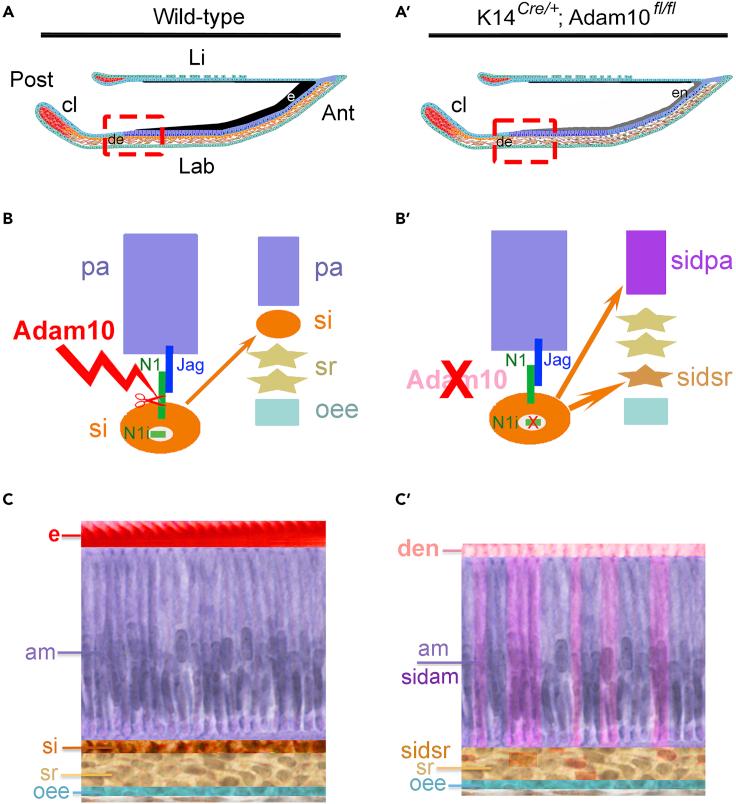 https://cdn.ncbi.nlm.nih.gov/pmc/blobs/4995/9526176/f09e2f58c51c/gr7.jpg