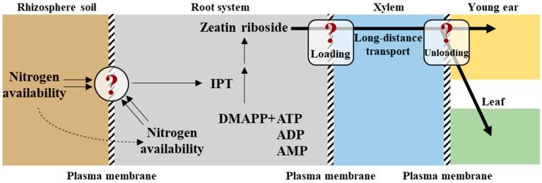 https://cdn.ncbi.nlm.nih.gov/pmc/blobs/4997/12252136/9251a1bcebca/plants-14-01899-g002.jpg