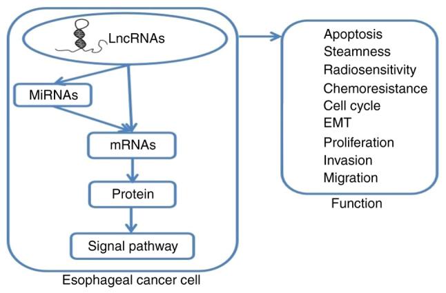 https://cdn.ncbi.nlm.nih.gov/pmc/blobs/4999/12242912/2d776ad25c03/ol-30-03-15164-g00.jpg