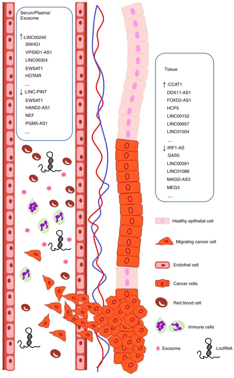 https://cdn.ncbi.nlm.nih.gov/pmc/blobs/4999/12242912/7e574536b508/ol-30-03-15164-g01.jpg