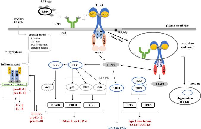 https://cdn.ncbi.nlm.nih.gov/pmc/blobs/499c/11071738/a8885bd4b4b0/18_2020_3656_Fig1_HTML.jpg