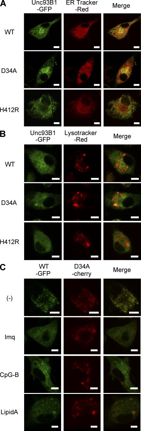 https://cdn.ncbi.nlm.nih.gov/pmc/blobs/499c/2715051/545574929886/JEM_20082316_RGB_Fig3.jpg