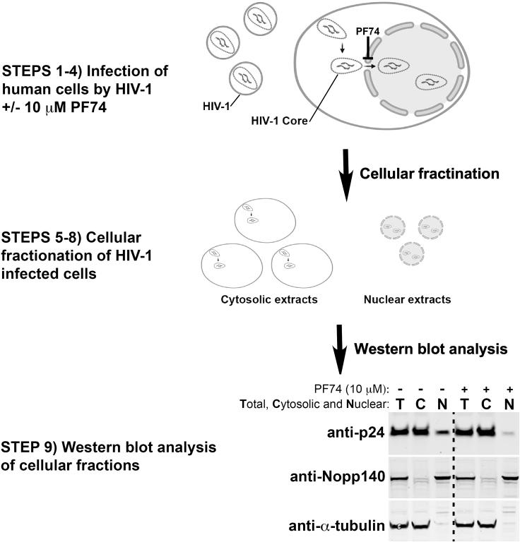 https://cdn.ncbi.nlm.nih.gov/pmc/blobs/499f/7873705/4e9e9958d6b9/gr1.jpg
