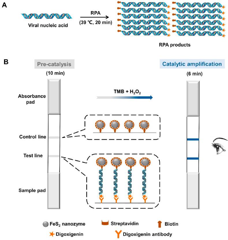 https://cdn.ncbi.nlm.nih.gov/pmc/blobs/499f/9484135/07a6001d3337/sc1_lrg.jpg