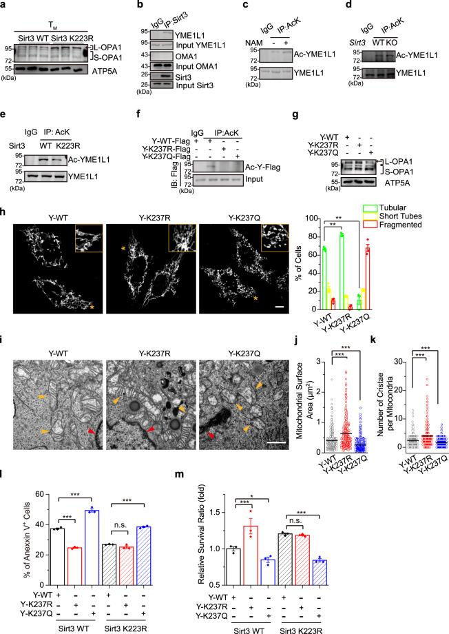https://cdn.ncbi.nlm.nih.gov/pmc/blobs/49a0/8285428/0d7dc9aa7790/41467_2021_24619_Fig5_HTML.jpg