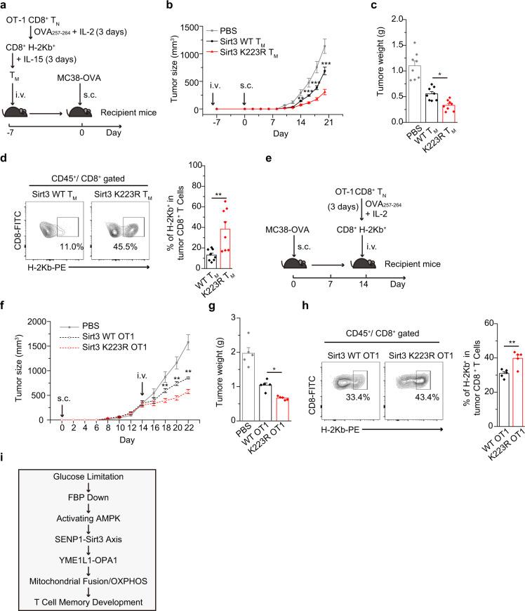 https://cdn.ncbi.nlm.nih.gov/pmc/blobs/49a0/8285428/4432514acf18/41467_2021_24619_Fig6_HTML.jpg